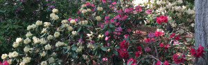 Rhododendrons In The 21st Century