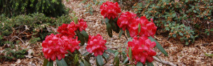 Rhododendron 'Harold Amateis'