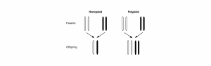 Polyploid Hybridizing